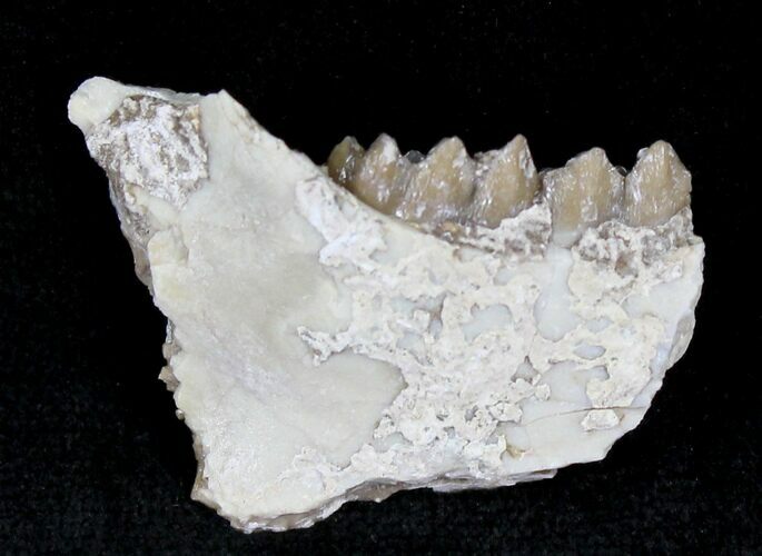 Oligocene Ruminant (Leptomeryx) Jaw Section #21122